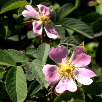 Apfelrose (Pflanze)