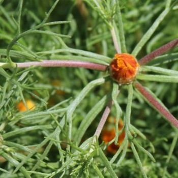 Arabische Ringelblume (Samen)