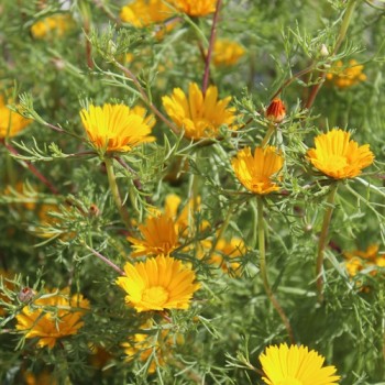 Arabische Ringelblume (Samen)