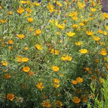 Arabische Ringelblume (Samen)