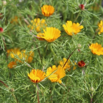 Arabische Ringelblume (Samen)