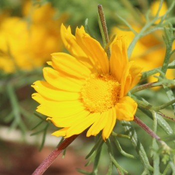Arabische Ringelblume (Samen)