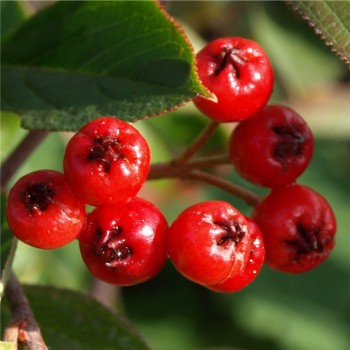 Rote Apfelbeere (Pflanze)