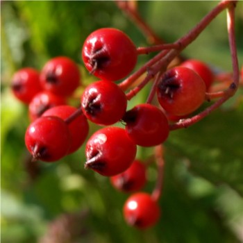 Rote Apfelbeere (Pflanze)