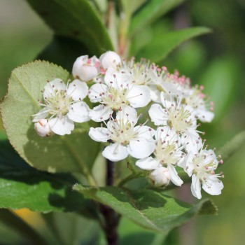 Aronia Aron (Pflanze)