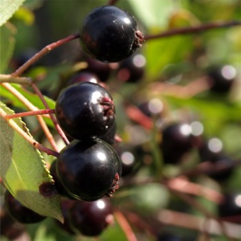 Aronia Hugin (Pflanze)