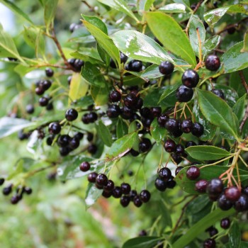 Aronia Hugin (Pflanze)