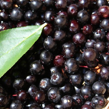 Aronia Hugin (Pflanze)
