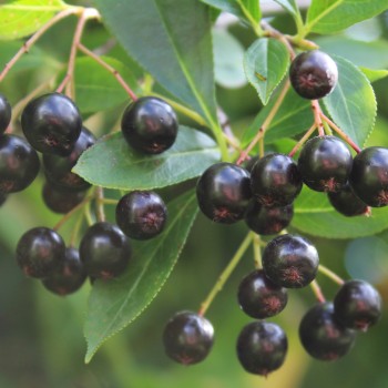 Aronia Hugin (Pflanze)