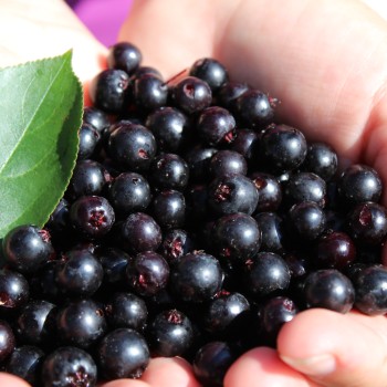 Aronia Hugin (Pflanze)