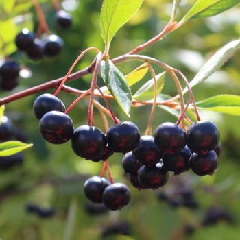 Aronia Hugin (Pflanze)