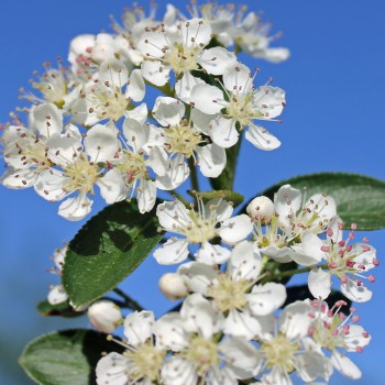 Aronia Hugin (Pflanze)