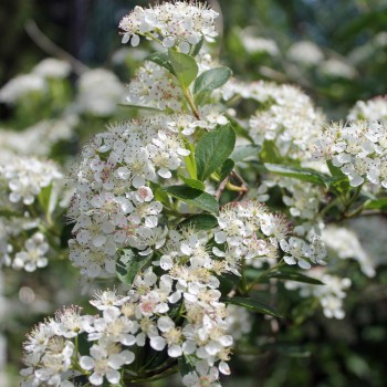 Aronia Hugin (Pflanze)