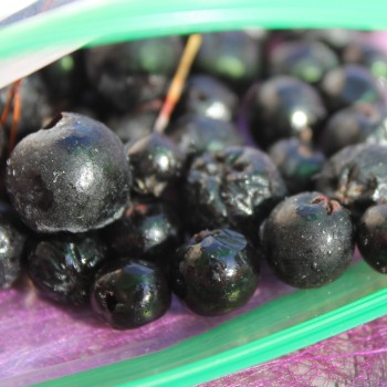 Aronia Nero (Pflanze)