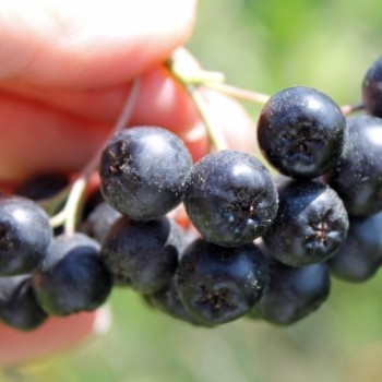 Mitschurin-Aronia (Pflanze)