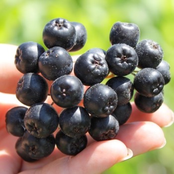 Mitschurin-Aronia (Pflanze)