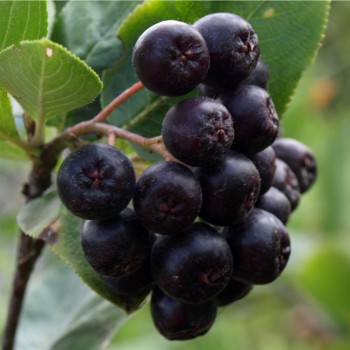 Aronia Nero (Pflanze)
