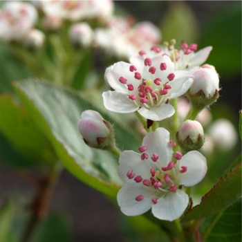 Aronia Nero (Pflanze)