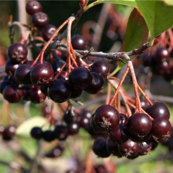 Pflaumen-Aronia (Pflanze)