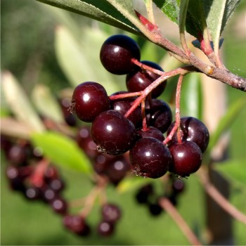 Pflaumen-Aronia (Pflanze)