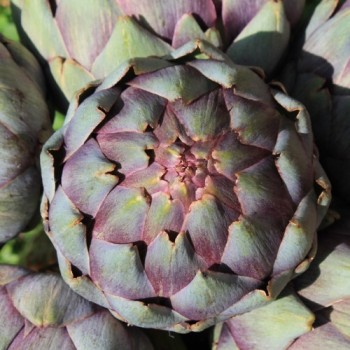 Artischocke Romanesco (Samen)
