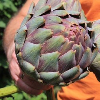 Artischocke Romanesco (Samen)