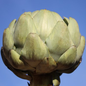 Artischocke Vert de Laon (Samen)