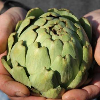Artischocke Vert de Laon (Samen)