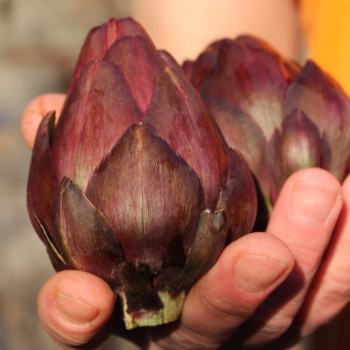 Artischocke Violetto (Samen)