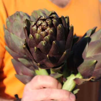 Artischocke Violetto (Samen)