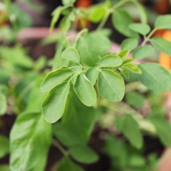 Moringa - Meerrettichbaum (Samen)