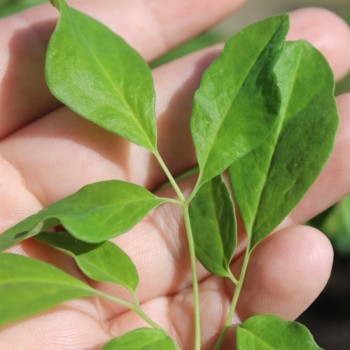 Moringa - Meerrettichbaum (Samen)