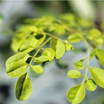 Moringa - Meerrettichbaum (Samen)
