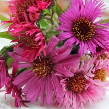 Aster Red Shades (Samen)