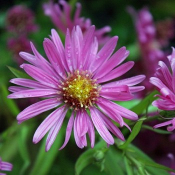 Aster Red Shades (Samen)