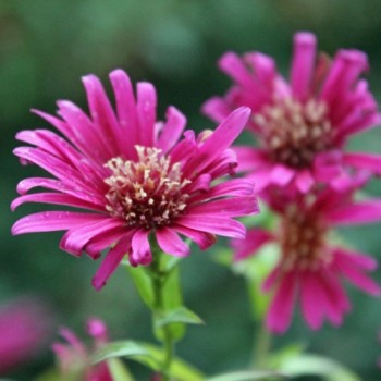 Aster Red Shades (Samen)