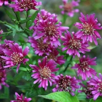 Aster Red Shades (Samen)