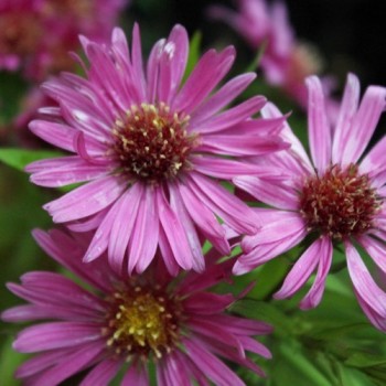 Aster Red Shades (Samen)