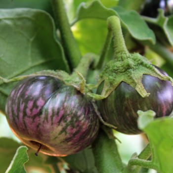 Aubergine Lao Purple Stripe (Samen)