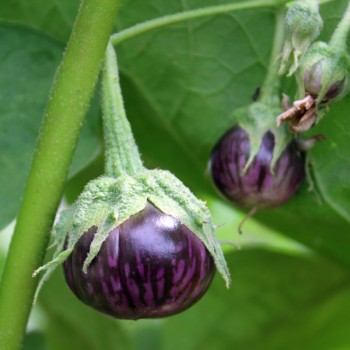 Aubergine Lao Purple Stripe (Samen)
