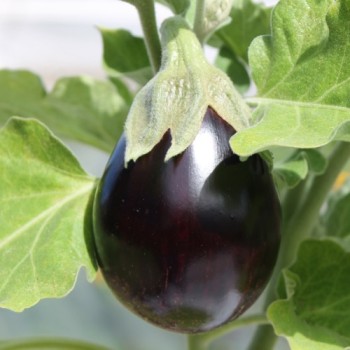 Aubergine Jersey King (Samen)