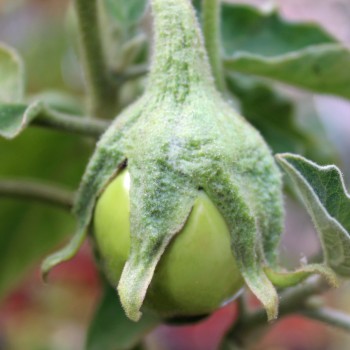 Aubergine Applegreen (Samen)