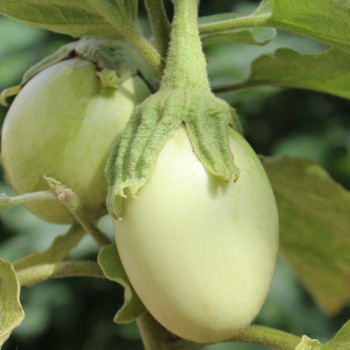 Aubergine Applegreen (Samen)