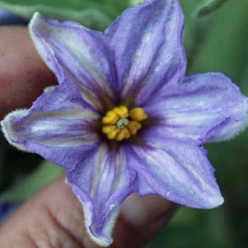Aubergine Applegreen (Samen)
