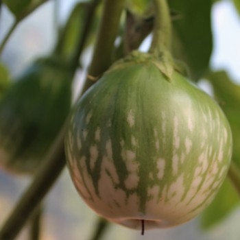 Aubergine Baby Marbled (Samen)