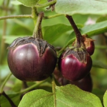 Aubergine Bambino (freilandgeeignet) (Samen)