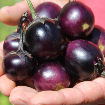 Aubergine Bambino (freilandgeeignet) (Samen)