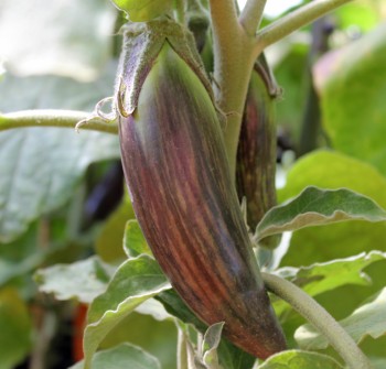 Aubergine Bangladesh Long (Samen)