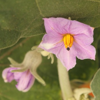 Aubergine Bangladesh Long (Samen)