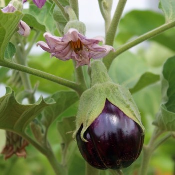 Aubergine Bellezza Nera (Samen)